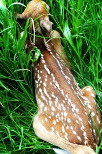 fawn