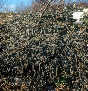 snake pile