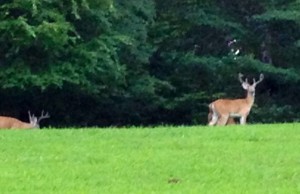 va bucks