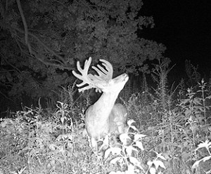 14_cockburnbuck_113011
