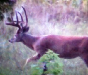 WI 8 pt cam
