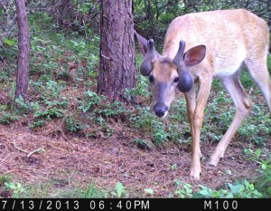 weird deer 1