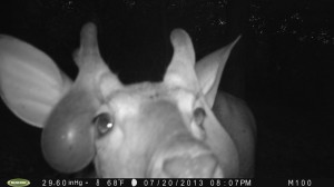 weird deer 2