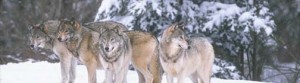 wolf