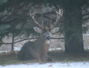 you tube buck