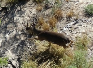 tx wren 6