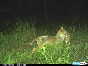 coyote wiht fawn