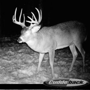 rut buck huge neck new science