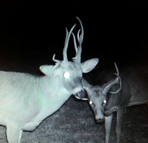 would you shoot buck