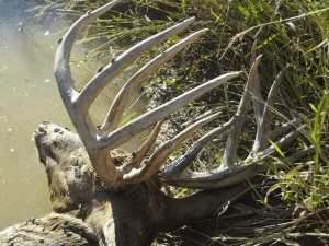 IN ehd buck number 2