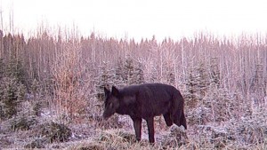 sask wolf cam pic in my spot last fall