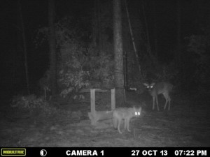coyote 2