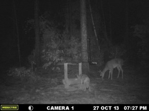 coyote 3