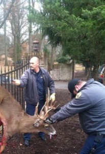 in fence buck 1