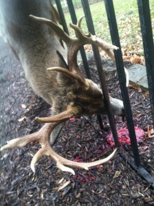 in fence buck 2