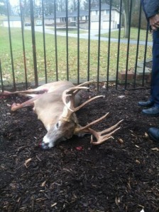 in fence buck 3