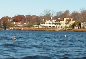 nj buck swims with doe