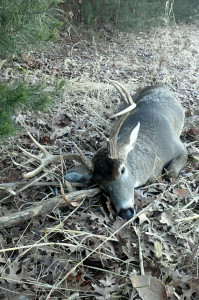wide VA 8 pointer