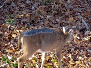 mange deer