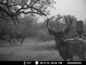 tx big nose deer central ranch