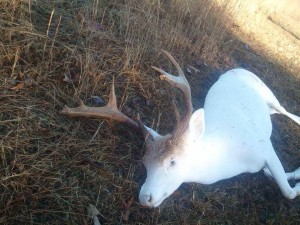 va albino