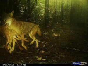 coyotew fawn