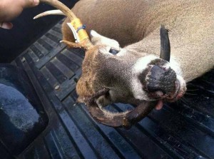 crazy buck