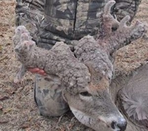 crazy buck cactus