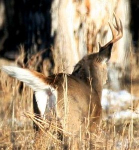 one-horned buck shedding
