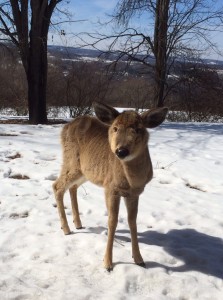 NY lump face deer