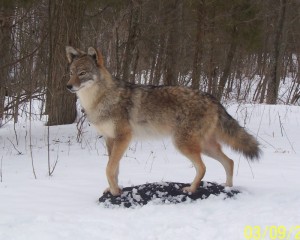 coyote mount