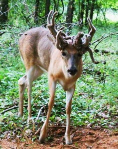 illinois antler doe justing one
