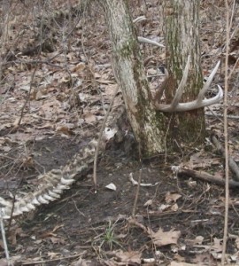 shed dead buck spine