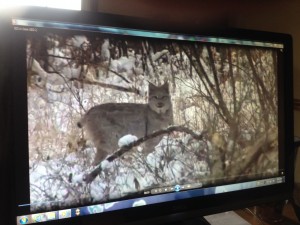 lynx