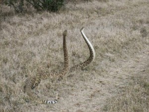 missisippi rattlers