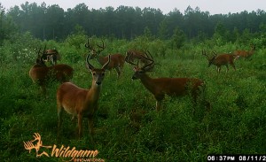 va bucks