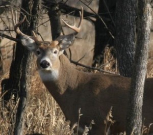 bridgebuck