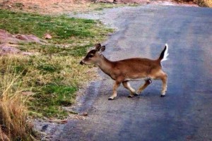 dwarf deer
