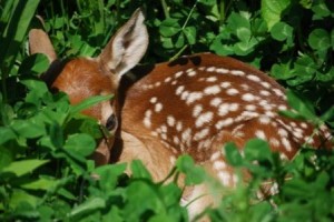 fawn