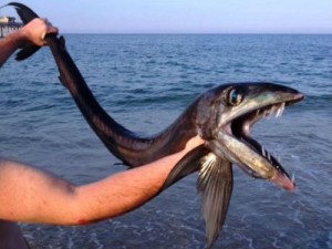 nc fish