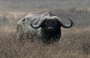 African_Buffalo_Ngorongoro