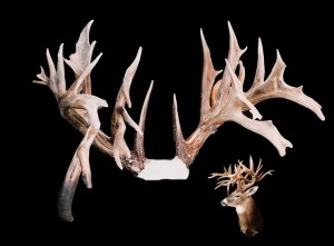 MinnesotaMonarchantlers