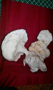 cauliflower buck found dead