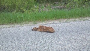 fawn in road