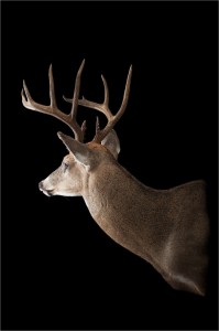 Matt's 2013 Kentucky Archery Buck
