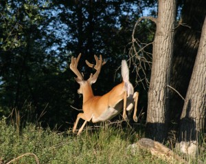 July 28, 2005 Sticker Buck River Bank Velvet 019 (2)