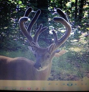 cam jeff big buck