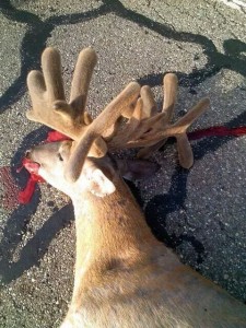 dead velvet buck