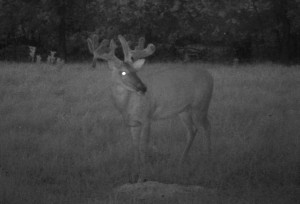 trail cam drop 1