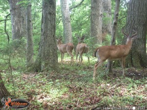 va cam bucks tanner